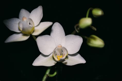 玉蘭花開花|玉蘭花的花期多久，一年開幾次、藥用與經濟價值並存